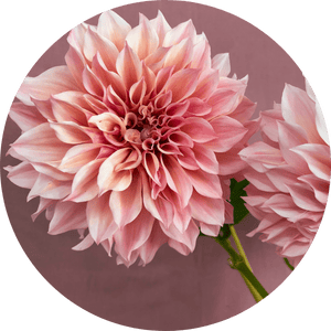 des dahlias roses