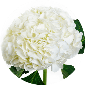hortensias blancs très souvent utilisés dans les bouquets de fleurs contemporains