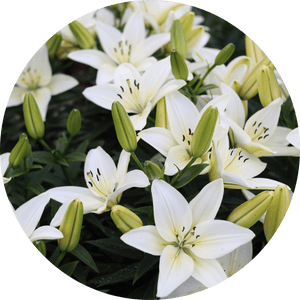 bouquet de lys blancs