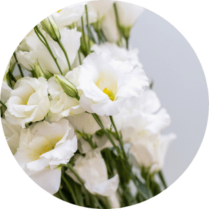 lisianthus blancs