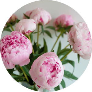 bouquets de fleurs pivoines roses